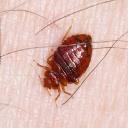 Peters Bed Bugs Control Adelaide logo